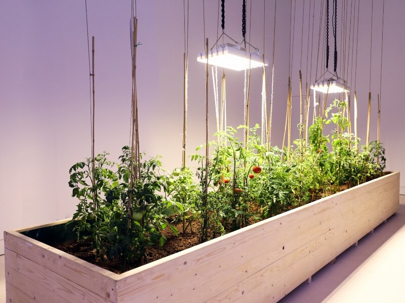 Trees Speaking With Each Other