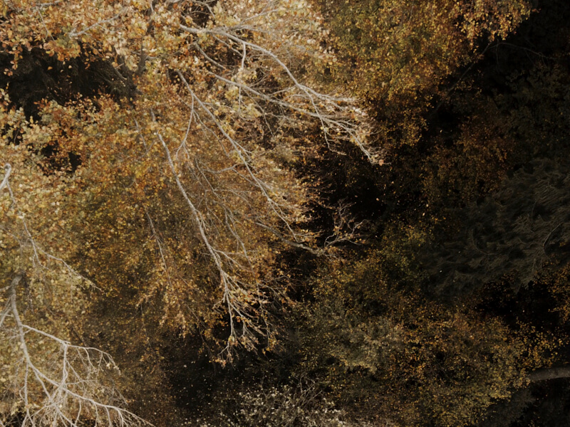 Geh aus mein Herz! (Go forth, my heart!)